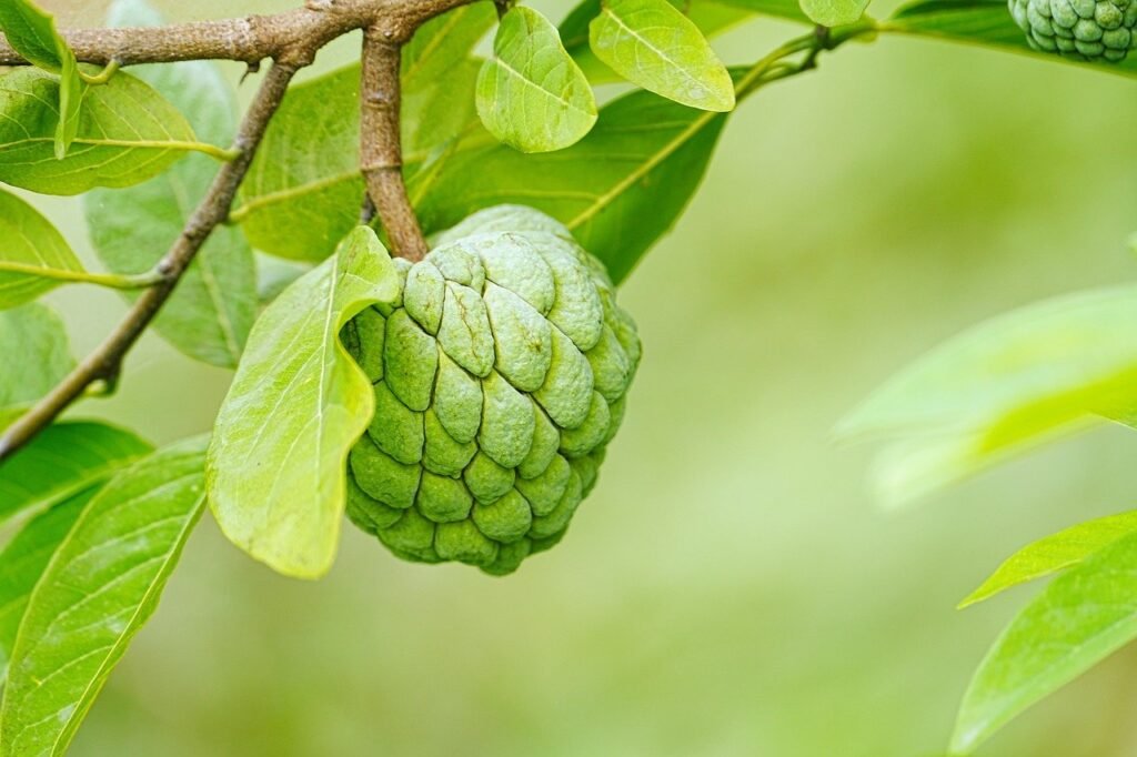 sugar apple, custard apple, healthy