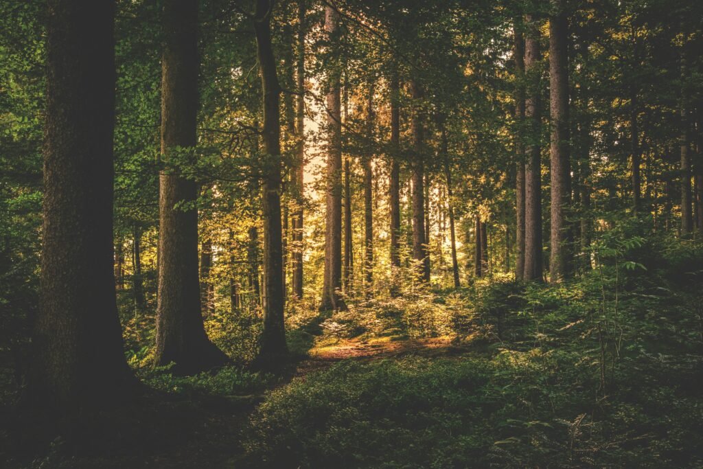 A serene forest scene with sunlight filtering through tall trees, casting a warm glow.
